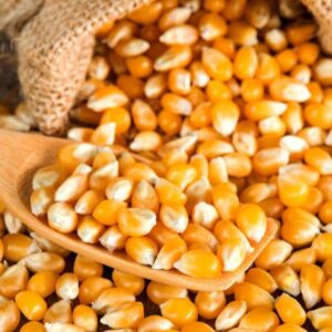 بيع ذرة صفراء علفية وغذائية بسعر الجملة