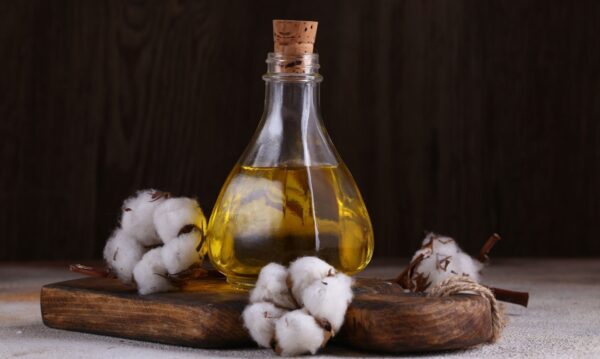 بيع بذور القطن لاستخلاص الزيوت النباتية