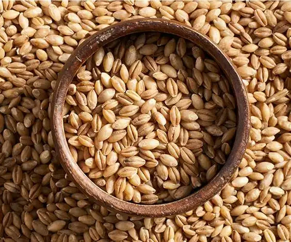 بيع شعير غذائي وعلفي بجودة ممتازة