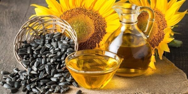 توريد بذور دوار الشمس عالية الجودة للزيوت