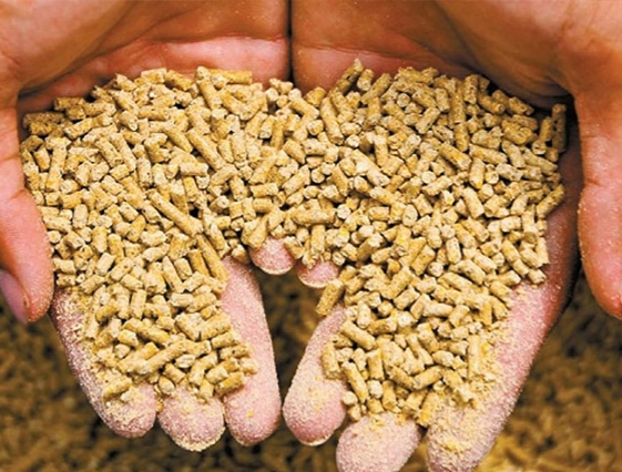 علف ماشية للتسمين السريع - شركة إم تي رويال