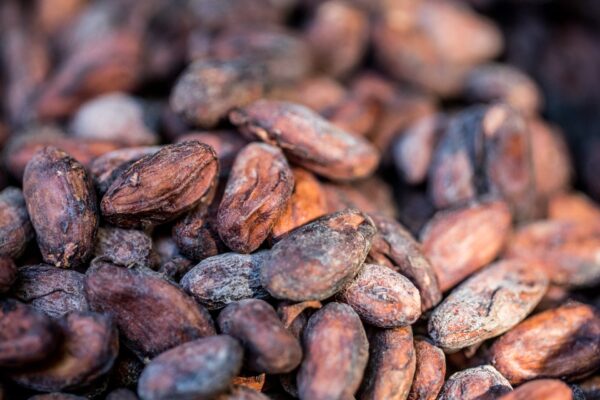 بيع حبوب كاكاو مكسرة جاهزة للطحن ماركة Ecom