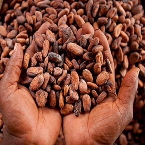 أين تشتري أفضل بودرة كاكاو قلوية؟