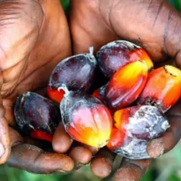 أسعار زيت النخيل المكرر في لبنان