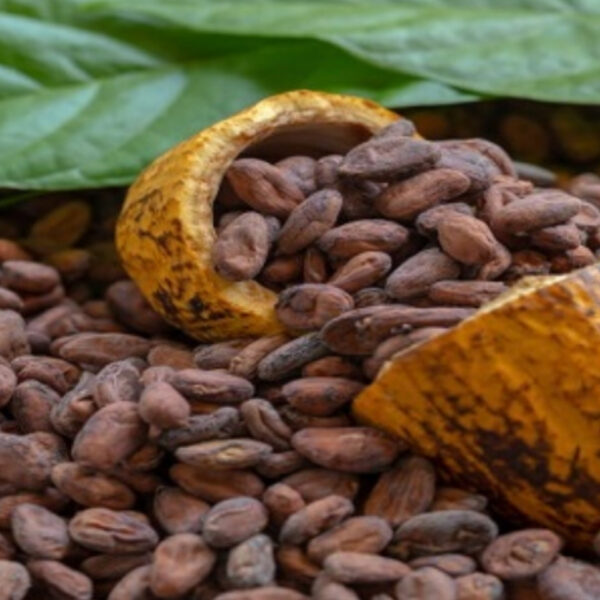 بيع زبدة الكاكاو الطبيعية – ماركة Cargill | استيراد بضمان الجودة