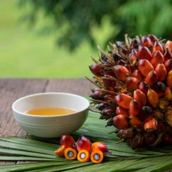 أسعار زيت النخيل في سوريا