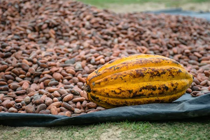 أفضل كاكاو لمصانع الشوكولاتة
