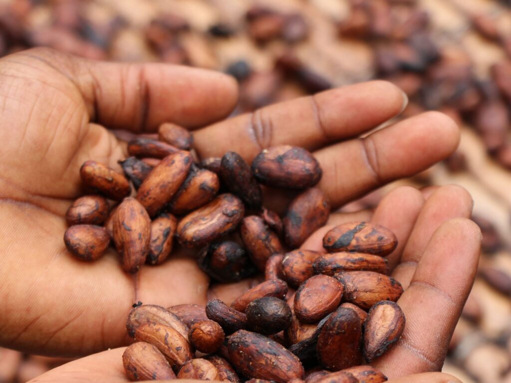 Turkey-based cocoa production