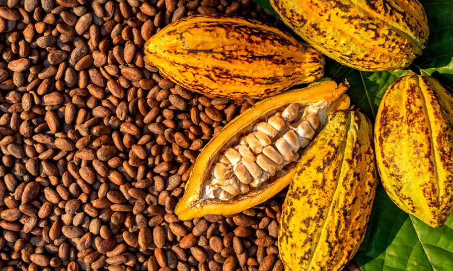 Malaysian Cocoa Industry
