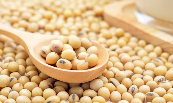 Egg Lecithin