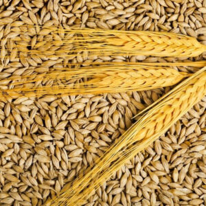 Barley Supplier (Feed & Food Grade)