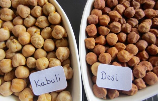 Chickpeas Supplier (Kabuli & Desi)