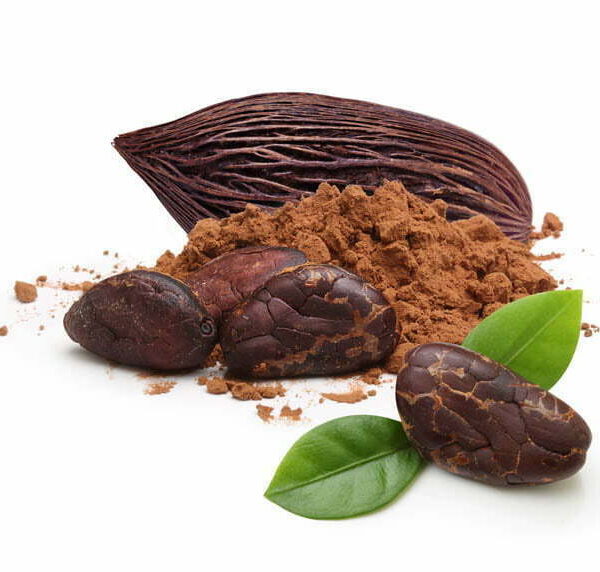 Cocoa Extract Supplier