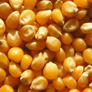 Corn (Maize) Supplier