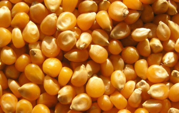 Corn (Maize) Supplier