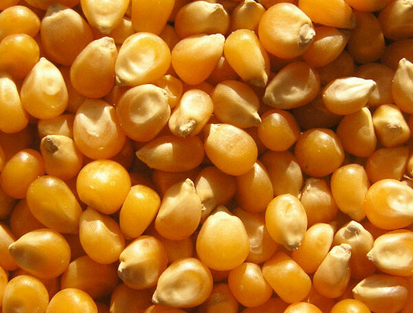 Corn (Maize) Supplier