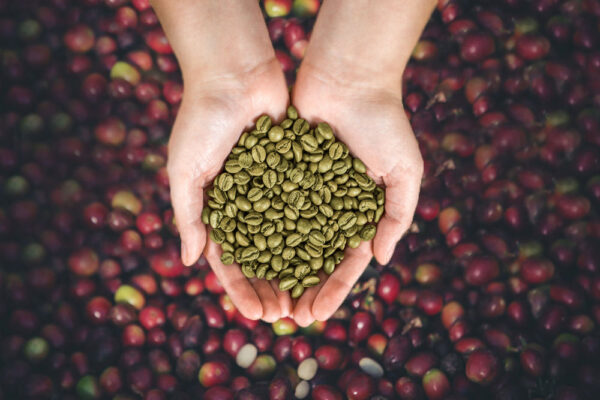 Green Coffee Beans Supplier