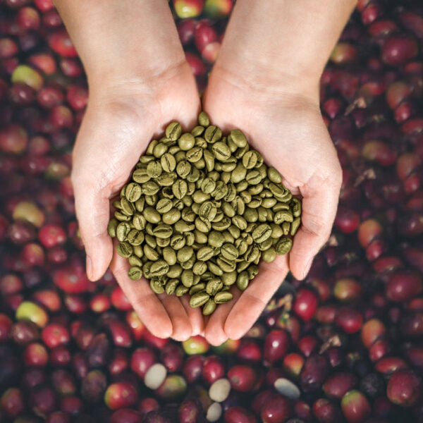 Green Coffee Beans Supplier