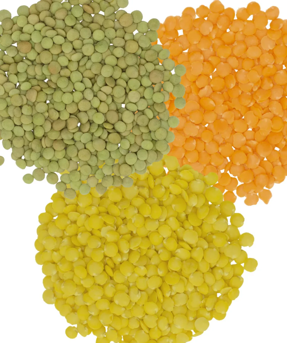Lentils Supplier (Green, Red, Yellow)