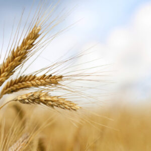 Wheat Supplier (Durum & Soft Wheat)
