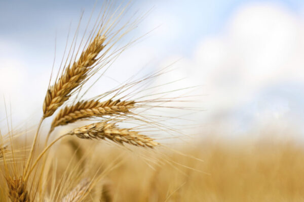 Wheat Supplier (Durum & Soft Wheat)