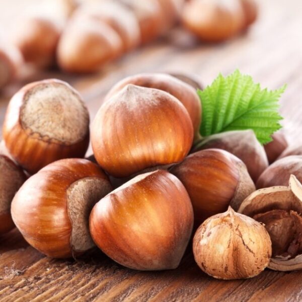 Jumbo Size In-Shell Hazelnuts – Manufacturer in Türkiye