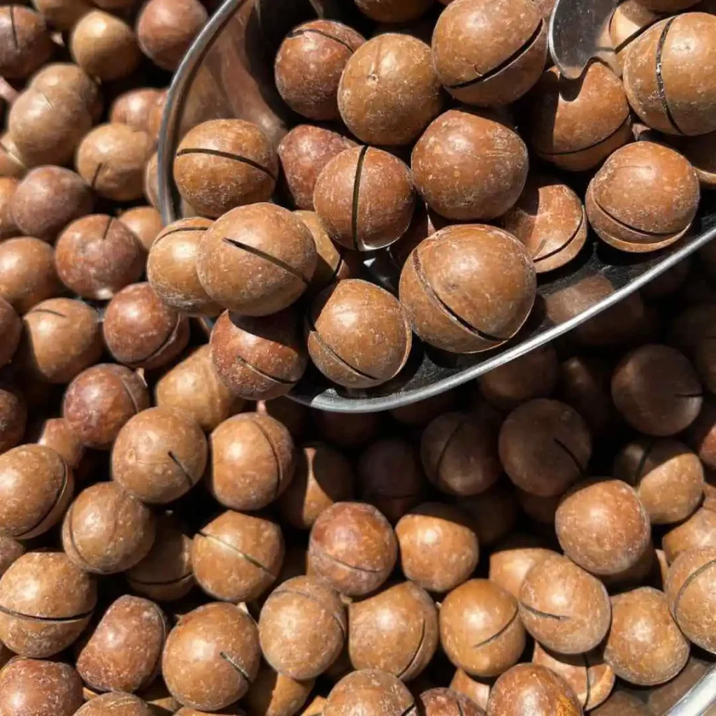 Organic In-Shell Hazelnuts – Manufacturer in Türkiye