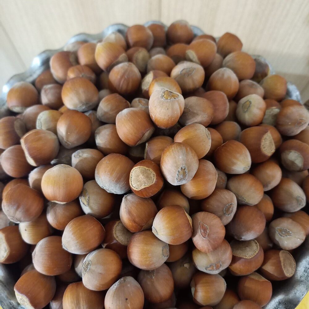 Raw In-Shell Hazelnuts for Roasting – Manufacturer in Türkiye