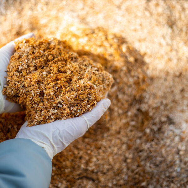 Dairy Cattle Concentrate Supplier