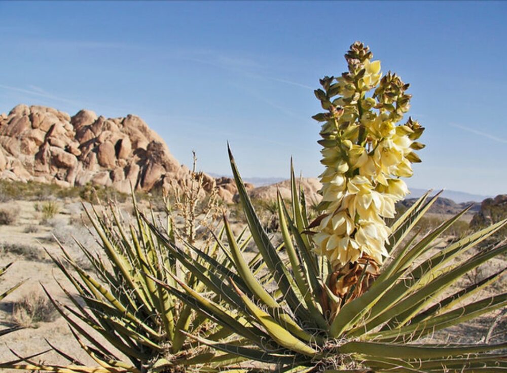 Yucca Extract Supplier