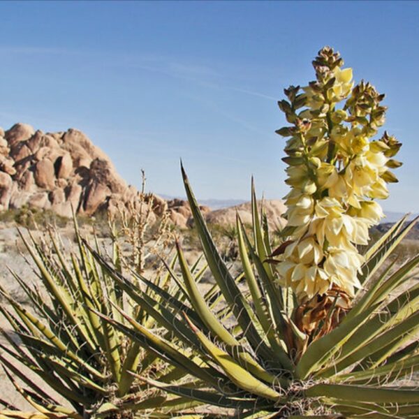 Yucca Extract Supplier