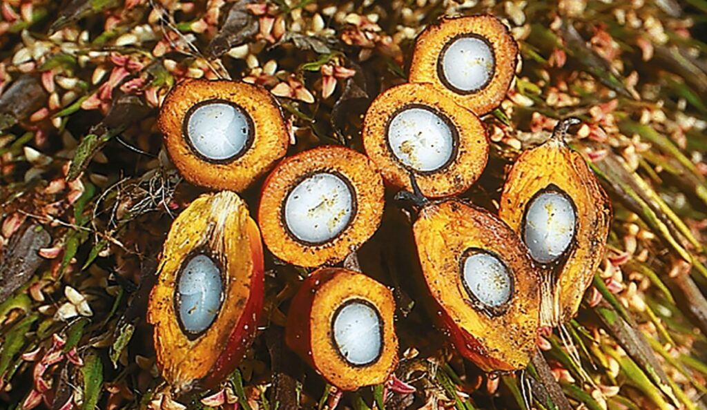 AAK Hydrogenated Palm Oil