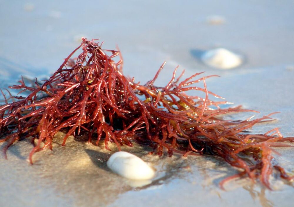 Cargill Carrageenan Supplier