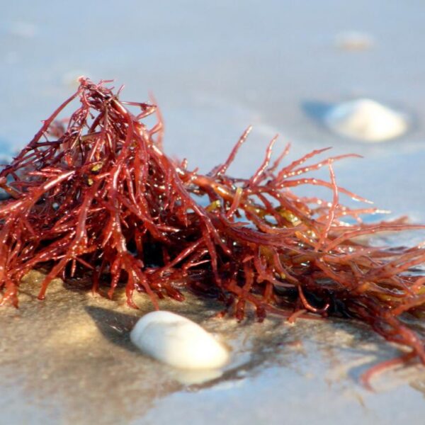 Cargill Carrageenan Supplier