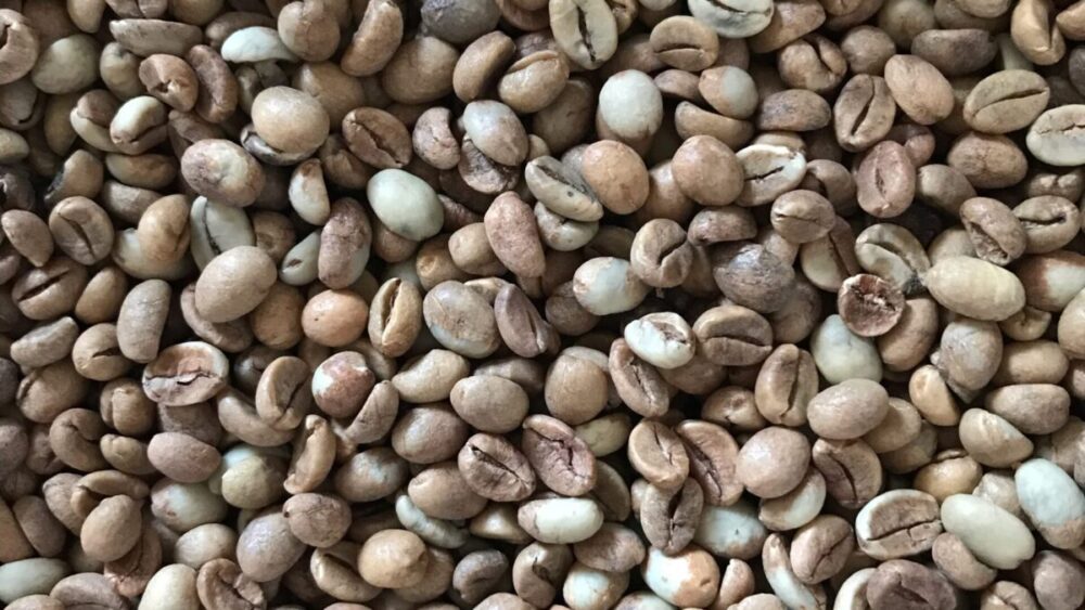 Brazilian Robusta Conilon Green Coffee Beans