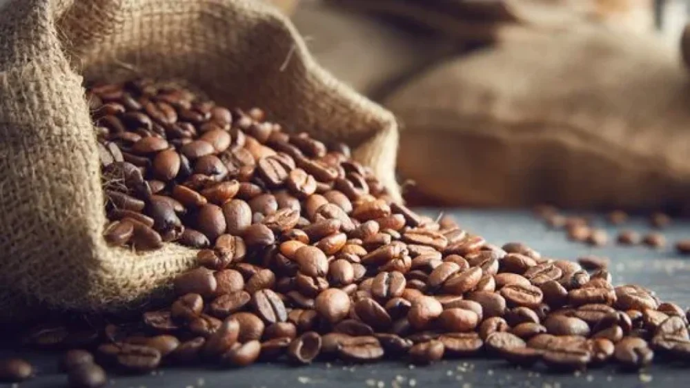 Brazilian Yellow Catuai Arabica Green Coffee Beans