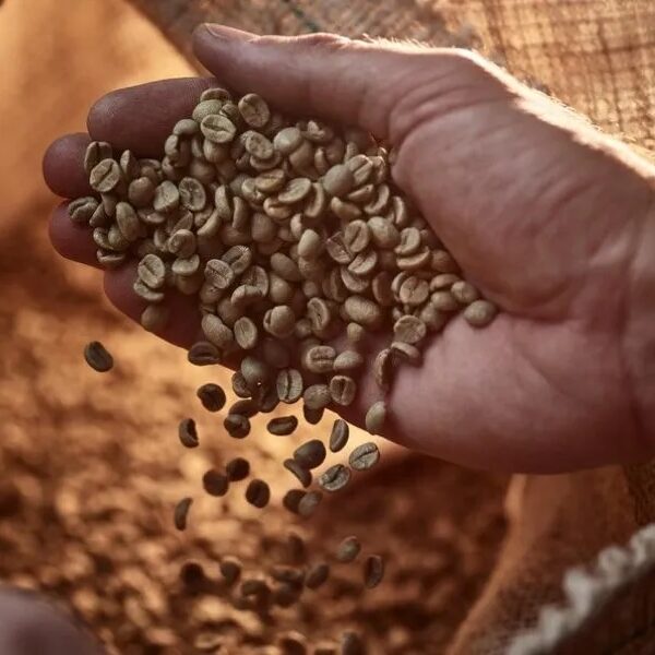 Burundi Kayanza Arabica Green Coffee Beans