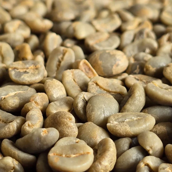 Colombian Excelso Arabica Green Coffee Beans