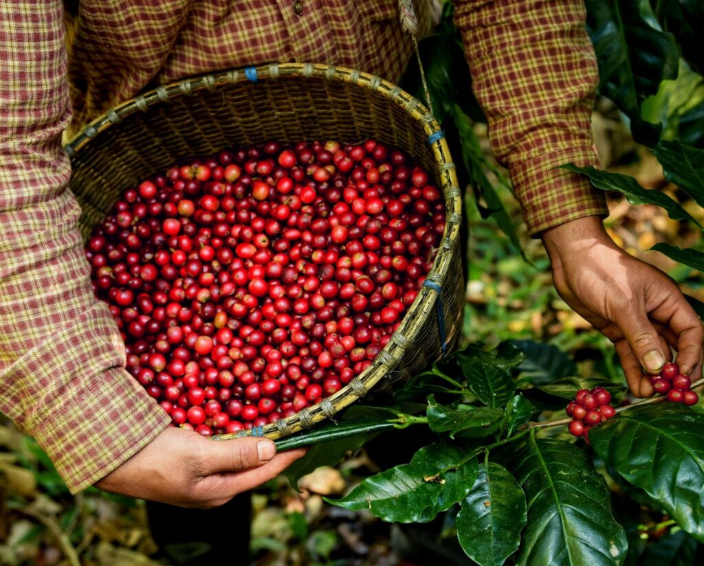 Colombian Pink Bourbon Arabica Green Coffee Beans