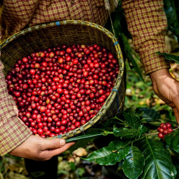 Colombian Pink Bourbon Arabica Green Coffee Beans