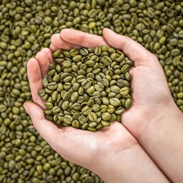 Ethiopian Forest Organic Arabica Green Coffee Beans