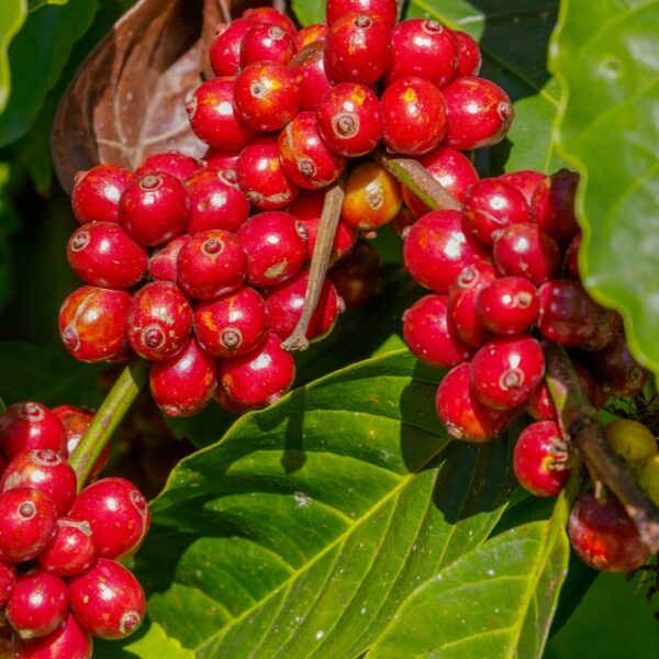 Indian Cherry Robusta Green Coffee Beans