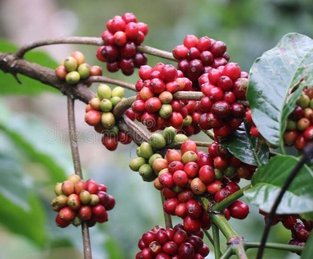 Indian Cherry Robusta Green Coffee Beans