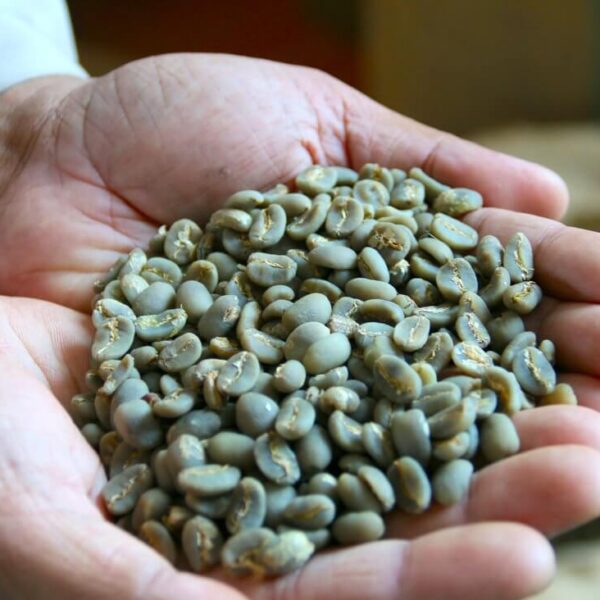 Indonesian Java Arabica Green Coffee Beans
