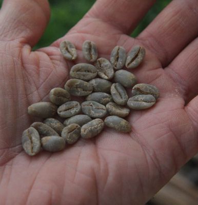 Indonesian Java Arabica Green Coffee Beans