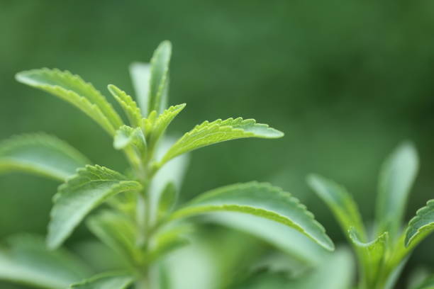 Stevia supplier in Afghanistan