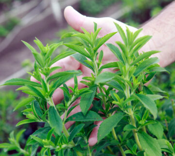 Stevia supplier in Afghanistan