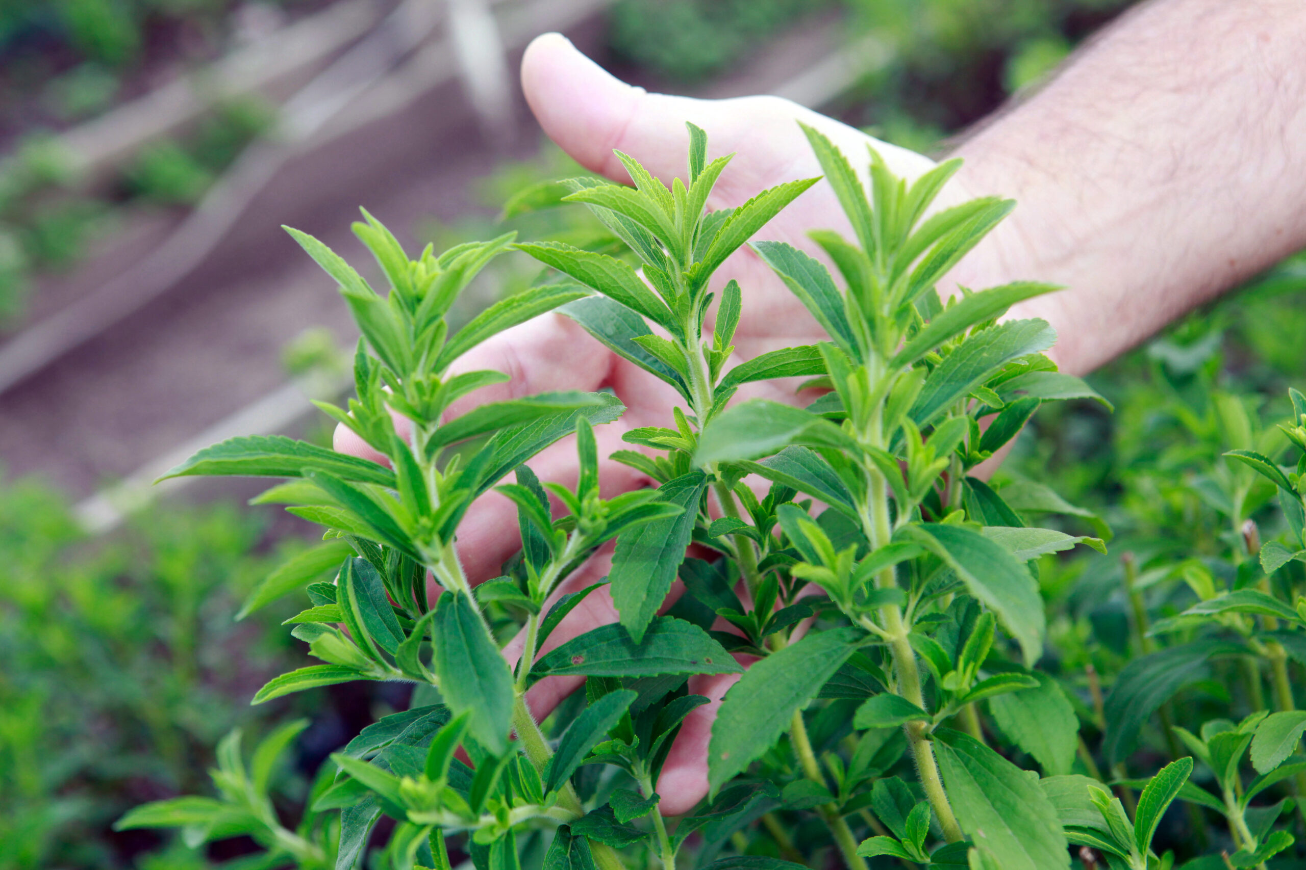 Stevia supplier in Afghanistan