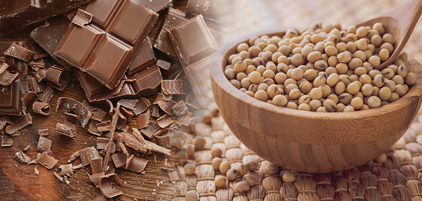 Instant Soluble Lecithin Powder – Essential Emulsifier for Chocolate Production