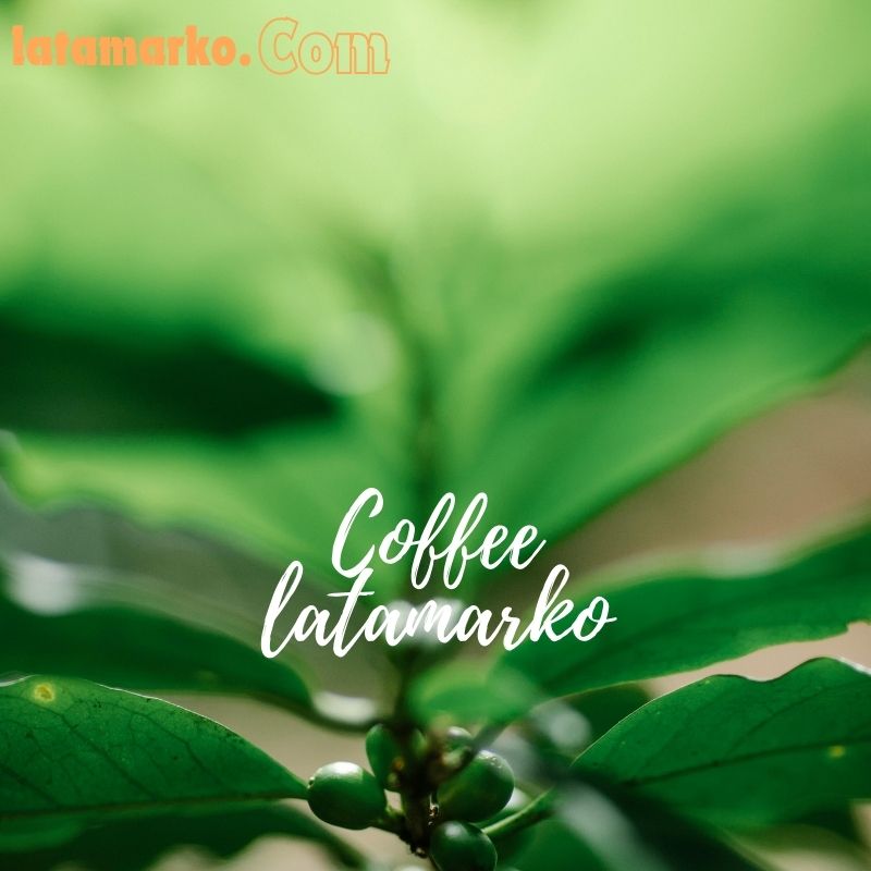 Brazilian Arabica Coffee Bean